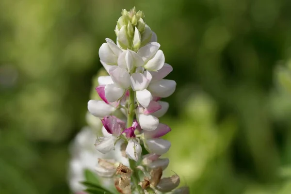Blüten Einer Eleganten Lupinenpflanze Lupinus Elegans — Stockfoto