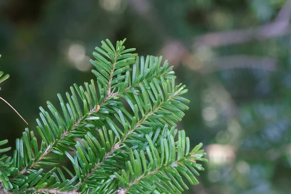 Detalle Agujas Abeto Plateado Del Pacífico Abies Amabilis —  Fotos de Stock