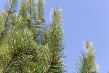 Kırmızı bir çam ağacının iğneleri ve dalları, Pinus resinosa, mavi arkaplanlı.. 