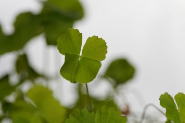 Bir cüce su yoncası yaprağı, Marsilea dakika, Asya 'dan tıbbi bir bitki. Beyaz bir arka planı var.. 