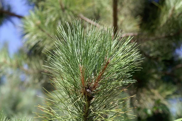 Kırmızı bir çam ağacının iğneleri ve dalları, Pinus resinosa, mavi arkaplanlı.. 