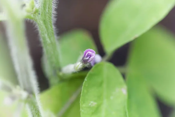 Lila Blüte Einer Sojabohnenpflanze Glycine Max — Stockfoto