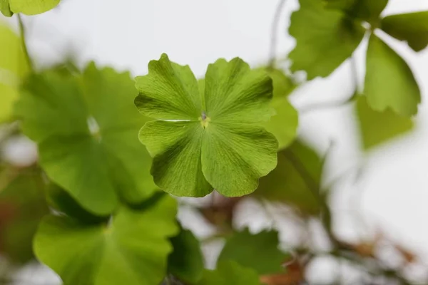 Blatt Eines Wasserklees Marsilea Minuta Einer Heilpflanze Aus Asien Mit — Stockfoto