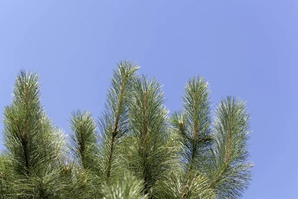 Nadeln Und Äste Einer Rotkiefer Pinus Resinosa Mit Blauem Hintergrund — Stockfoto