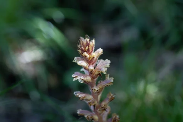 Květina Břečťanového Koštěte Orobanche Hederae Parazitující Rostlina Břečťanu — Stock fotografie