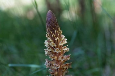 Sarmaşık süpürgesinin çiçeği, Orobanche hederae, sarmaşık üzerindeki asalak bitki..