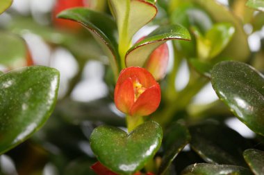 Japon balığı bitkisinin çiçeği, Nematanthus cana yakın.