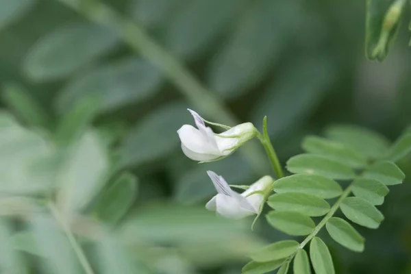 Flor Una Veza Amarga Vicia Ervilia —  Fotos de Stock