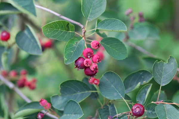 Baies Mespilus Neigeux Amelanchier Ovalis — Photo