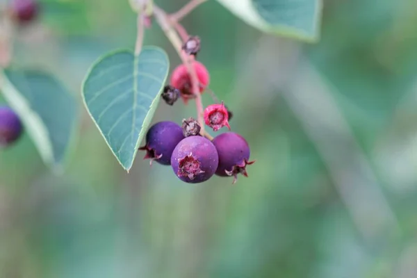 Bär Snöig Mespilus Buske Amelanchier Ovalis — Stockfoto