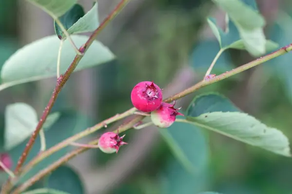 Berries Snowy Mespilus Bush Amelanchier Ovalis — Stock Photo, Image