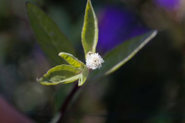 Sahte papatya çiçeği ya da yerba de tago bitkisi, Eclipta alba, geleneksel bir tıbbi Ayurveda bitkisi.. 