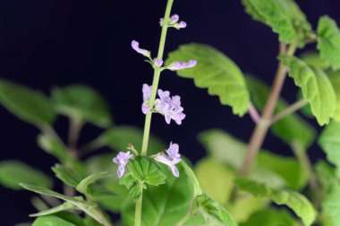 Plectranthus ernstii bitkisinin çiçeği, Güney Afrika 'dan bir süs bitkisi.. 