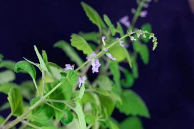 Plectranthus ernstii bitkisinin çiçeği, Güney Afrika 'dan bir süs bitkisi.. 