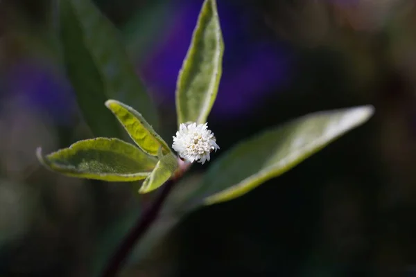 Flower of a false daisy or yerba de tago plant, Eclipta alba, a traditional medical Ayurveda plant.