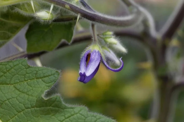 Blume Der Euterpflanze Einer Kuh Solanum Mammosum — Stockfoto