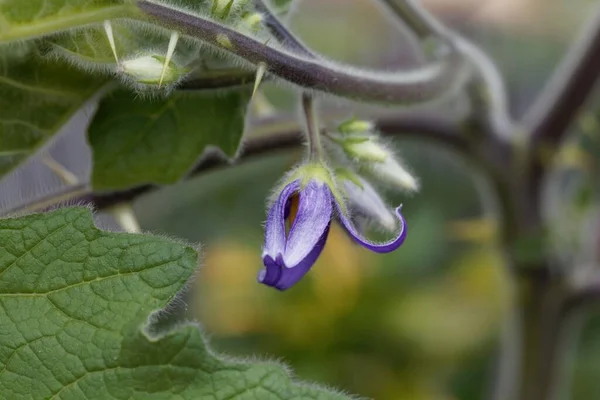 Blume Der Euterpflanze Einer Kuh Solanum Mammosum — Stockfoto