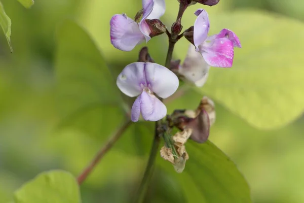 Fiore Fagiolo Giacinto Lablab Purpureus Una Specie Fagioli Tropicali Provenienti — Foto Stock