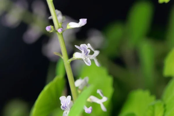 Flor Una Planta Plectranthus Ernstii Una Planta Ornamental Sudáfrica — Foto de Stock