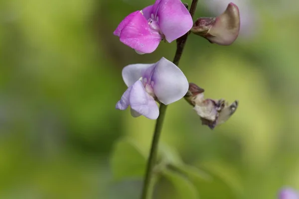 Blume Einer Hyazinthenbohne Lablab Purpureus Einer Tropischen Bohnenart Aus Afrika — Stockfoto