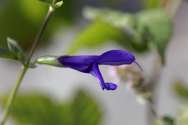 Bunga Dari Tanaman Sage Salvia Janthina — Stok Foto