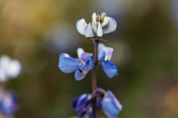 Blüte Der Lupinenpflanze Lupinus Mexicanus — Stockfoto