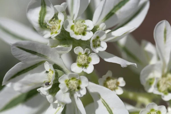 Flor Una Planta Urticaria Blanca Euphorbia Marginata — Foto de Stock