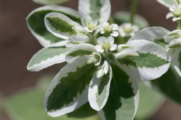 Flor Uma Planta Caldo Branca Euphorbia Marginata — Fotografia de Stock