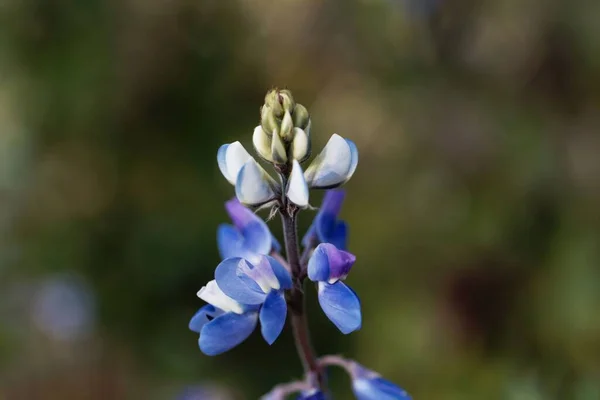 Flor Planta Trepadeira Lupinus Mexicanus — Fotografia de Stock
