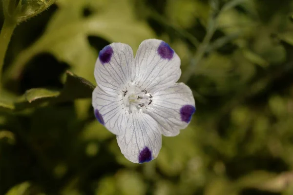 Bloem Van Een Vijgenpot Plant Nemophila Maculata — Stockfoto