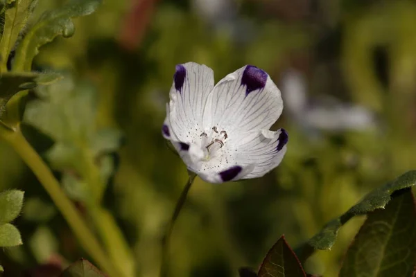 Flor Uma Planta Cinco Vasos Nemophila Maculata — Fotografia de Stock