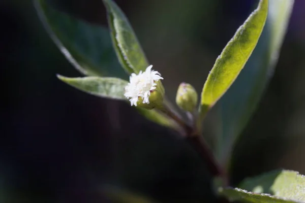 Flower of a false daisy or yerba de tago plant, Eclipta alba, a traditional medical Ayurveda plant.
