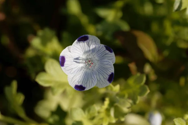 5つの鉢物の花ネモフィラ マクラタ — ストック写真