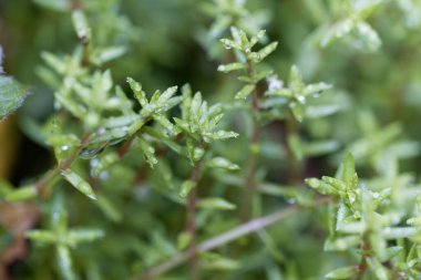 Bataklık taşları yaprakları, Crassula Helmsii, yağmur damlaları. 