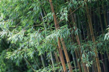 Moso bambu bitkilerinin yaprakları ve buharları, Phylostachys edulis