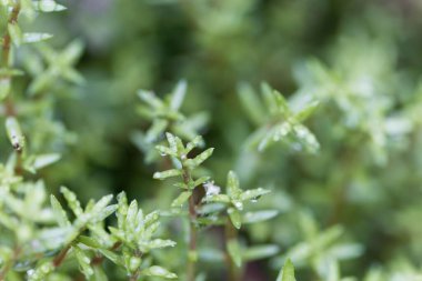 Bataklık taşları yaprakları, Crassula Helmsii, yağmur damlaları. 