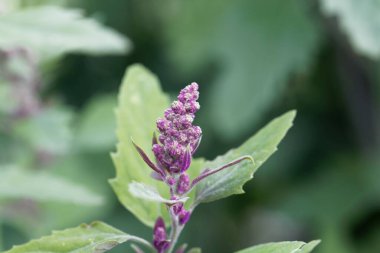 Ağaç ıspanağı çiçeği, Chenopodium giganteum.