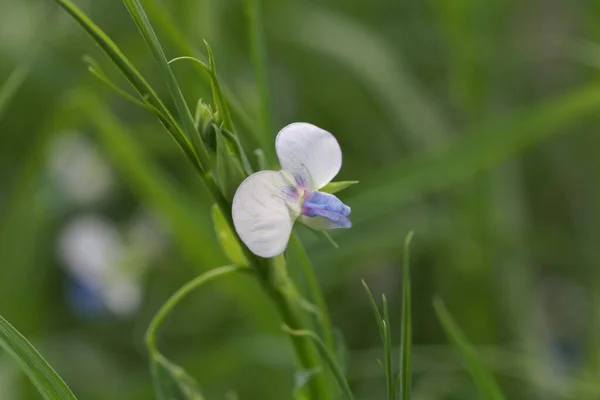 Flor Una Planta Guisante Hierba Lathyrus Sativus — Foto de Stock