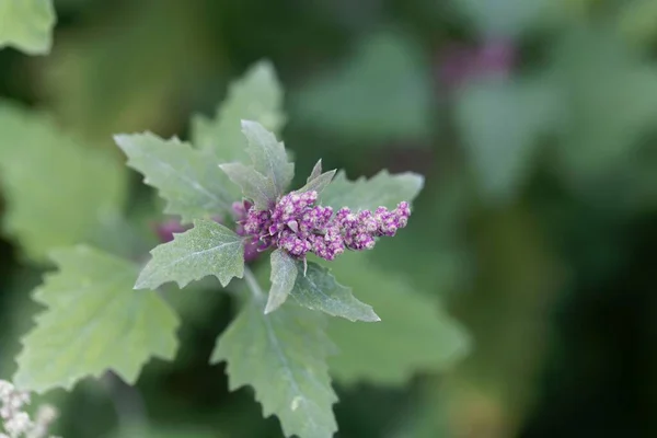 Květiny Rostliny Špenátu Chenopodium Giganteum — Stock fotografie