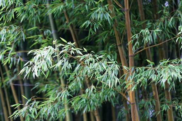 Leaves Steams Moso Bamboo Plants Phyllostachys Edulis — Stock Photo, Image