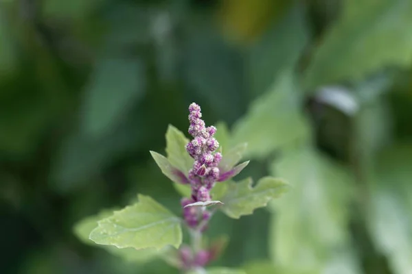 Bloemen Van Een Boom Spinazie Plant Chenopodium Giganteum — Stockfoto