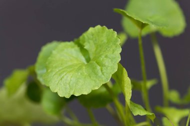 Hint penisi yaprağı, Hydrocotyle asiatica, Güney Asya 'dan geleneksel bir tıbbi bitki. Karanlık bir geçmişi var.. 