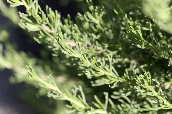 Leaves Wormwood Artemisia Caucasica Leaves Used Spice — Stock Photo, Image