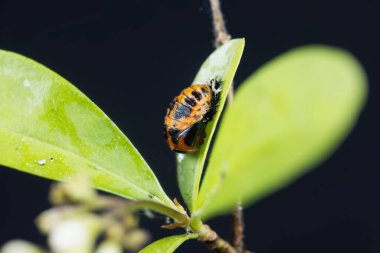 Asyalı uğurböceği Pupa, Harmonia axyridis, bir yaprak üzerinde. 