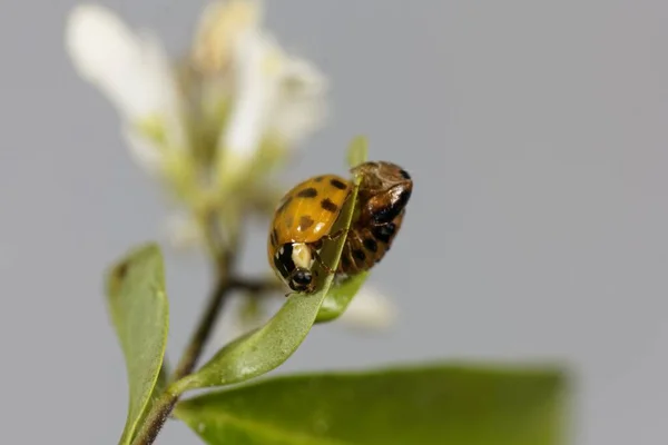 Escarabajo Asiático Recién Nacido Harmonia Axyridis Con Pupa Sobre Una — Foto de Stock