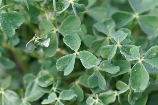 Blätter Einer Oca Pflanze Oxalis Tuberosa — Stockfoto