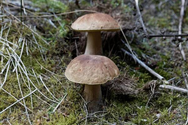 Cep Fungus Boletus Edulis Een Bosbodem — Stockfoto