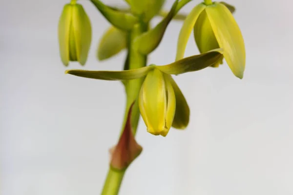 Fleur Tire Bouchon Albuca Albuca Spiralis Avec Fond Blanc — Photo