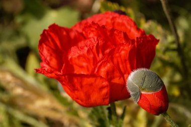 Doğulu gelincik bitkisinin çiçeği, Papaver orientale