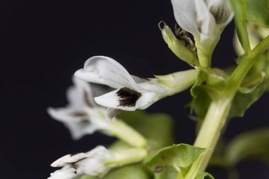 Geniş fasulye çiçeğinin Macro fotoğrafı, Vicia Faba